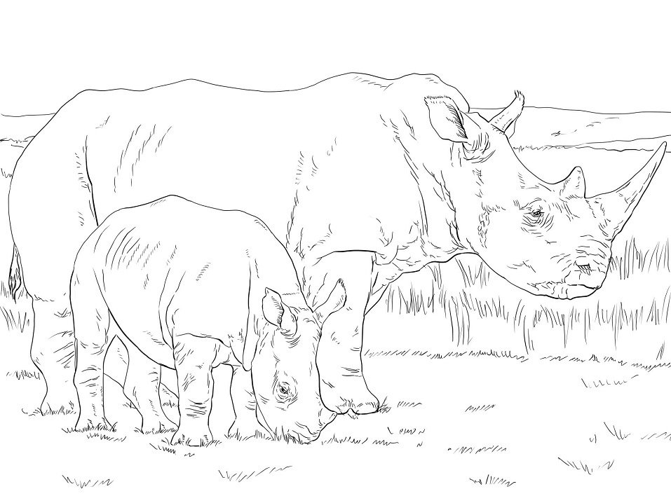 White Rhino Mother and Baby Coloring Game White Rhino Mother and Baby