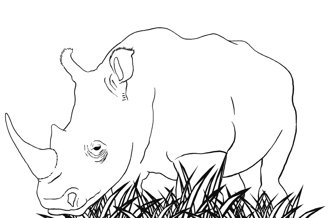White Rhino Coloring Game White Rhino