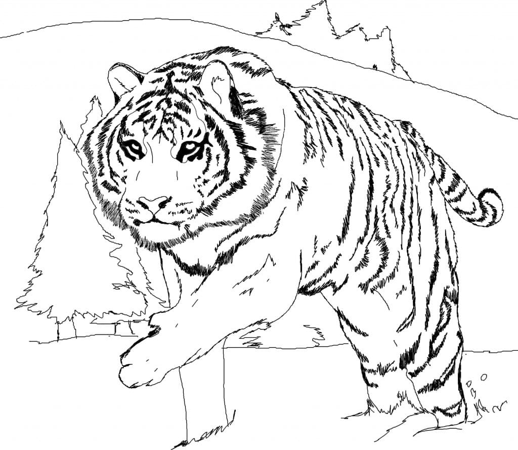 White Tiger
