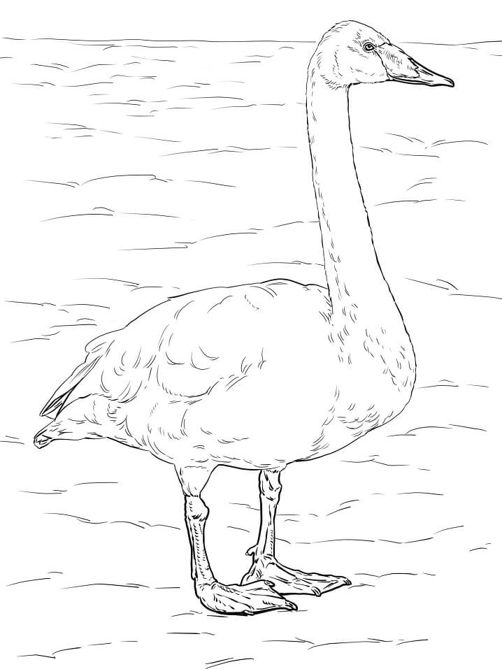Whooper Swan Coloring Game Whooper Swan