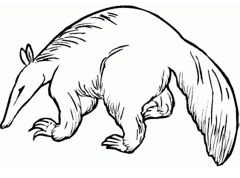 Aardvark