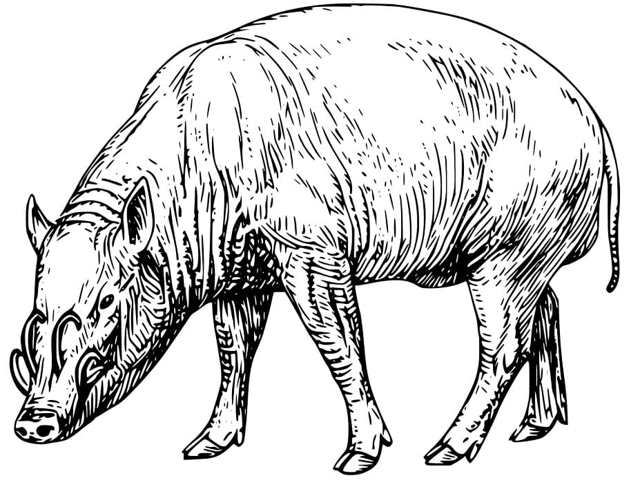 Wild Babirusa