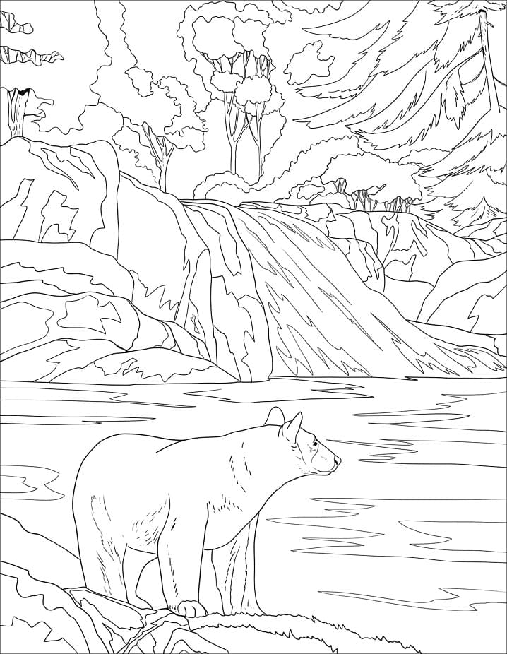 Wild Black Bear Coloring Game Wild Black Bear
