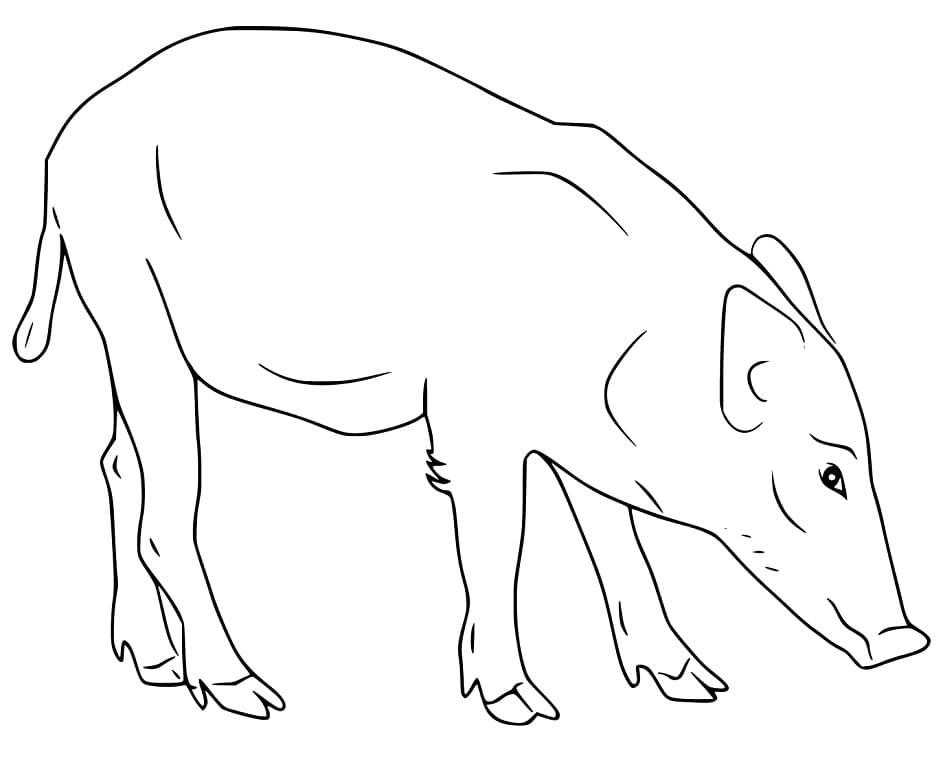 Wild Boar 5