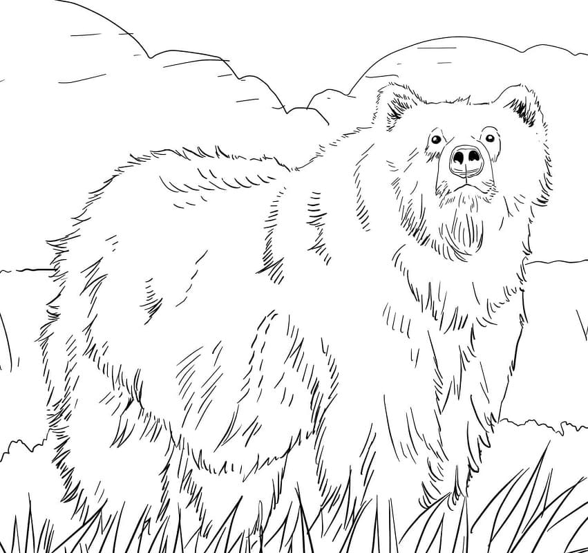 Wild Brown Bear Coloring Game Wild Brown Bear