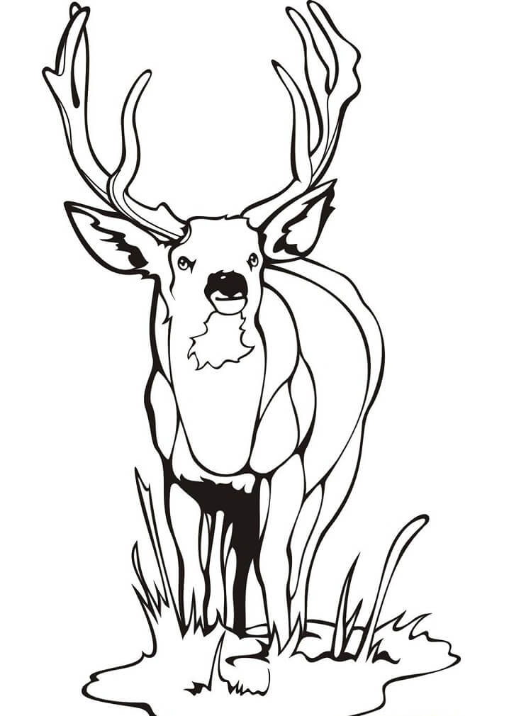 Wild Deer 1 Coloring Game Wild Deer 1