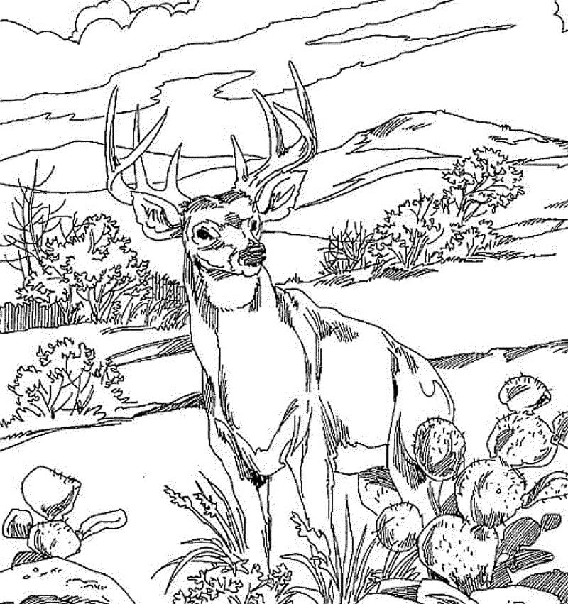 Wild Deer 2 Coloring Game Wild Deer 2