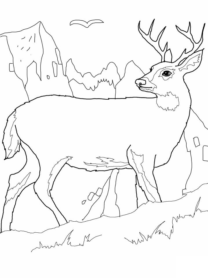 Wild Deer 3 Coloring Game Wild Deer 3
