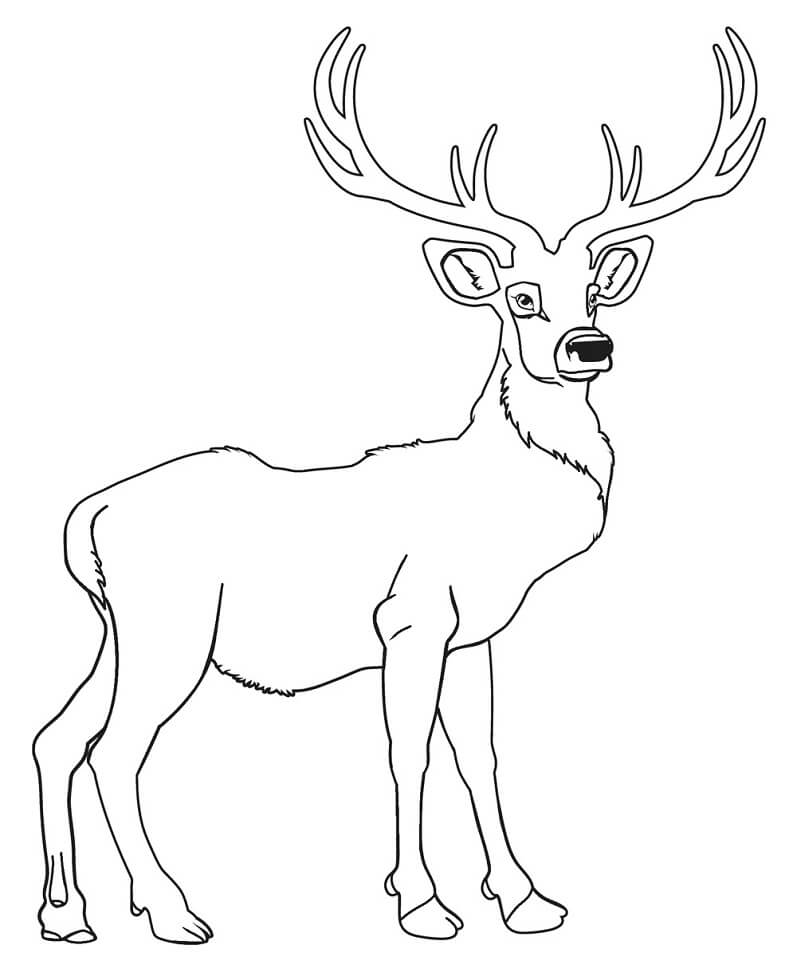 Deer