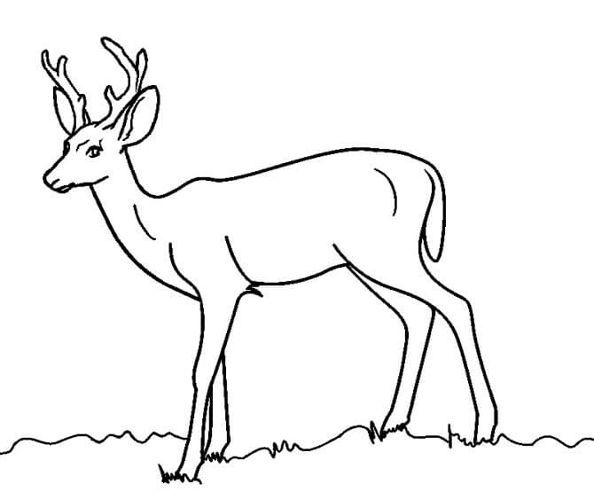 Wild Deer 5 Coloring Game Wild Deer 5