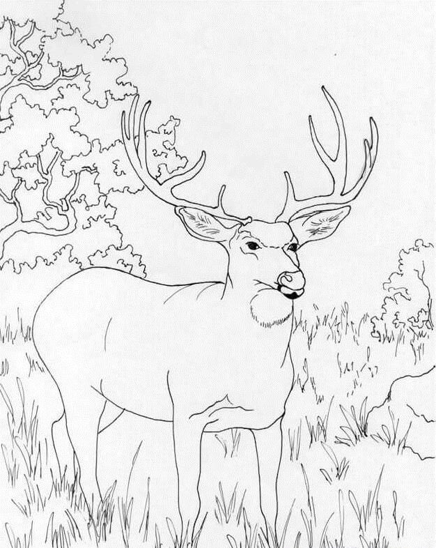 Wild Deer 6 Coloring Game Wild Deer 6