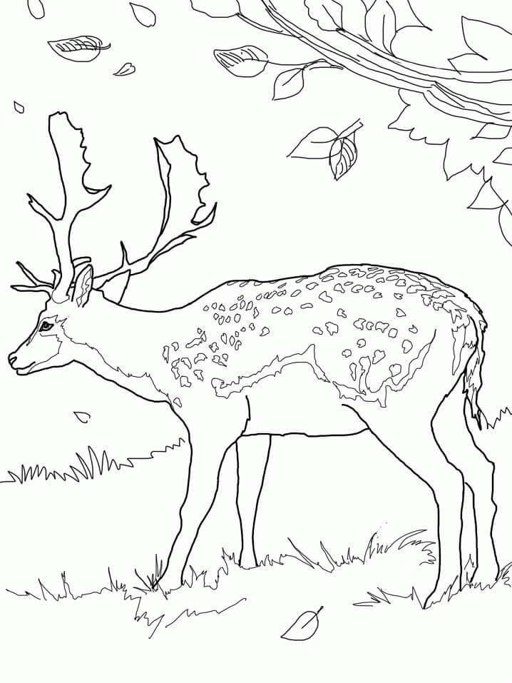 Wild Deer 7 Coloring Game Wild Deer 7