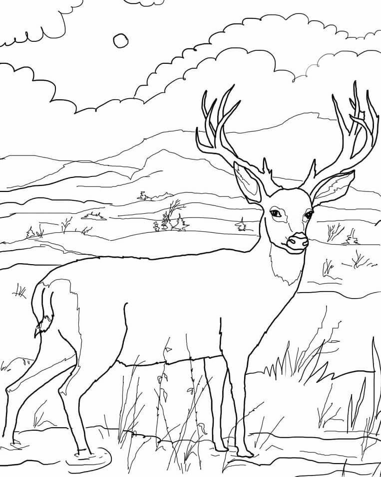 Wild Deer Coloring Game Wild Deer