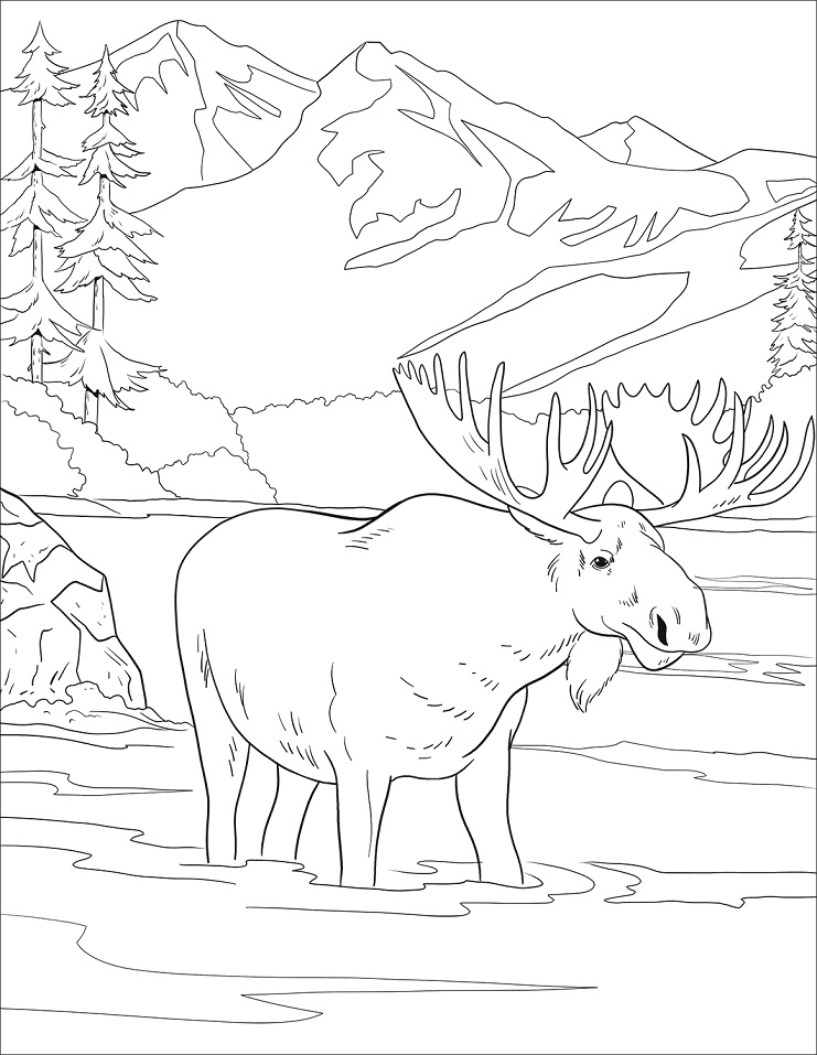 Wild Moose Coloring Game Wild Moose