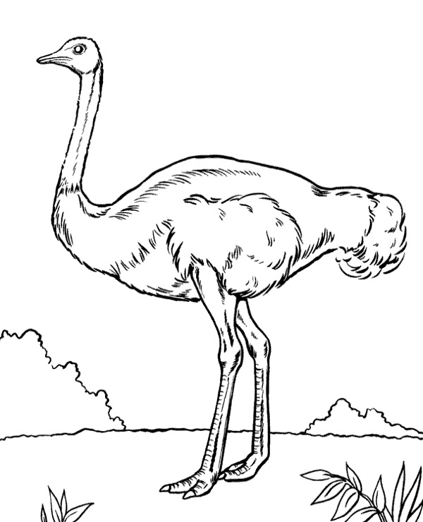 Wild Ostrich Coloring Game Wild Ostrich