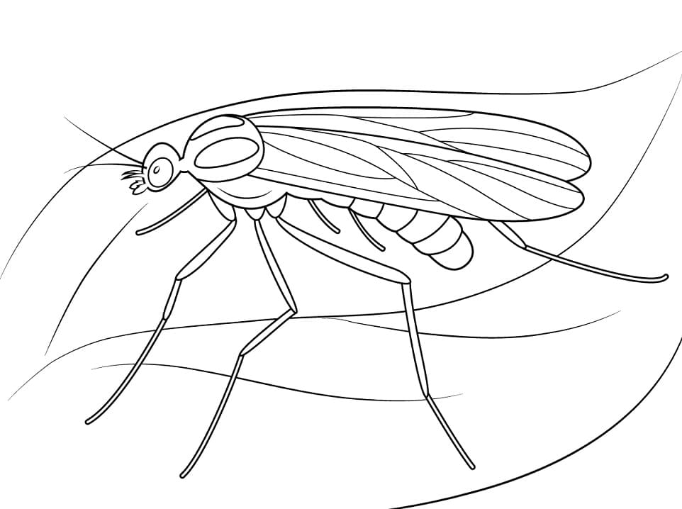 Window Gnat