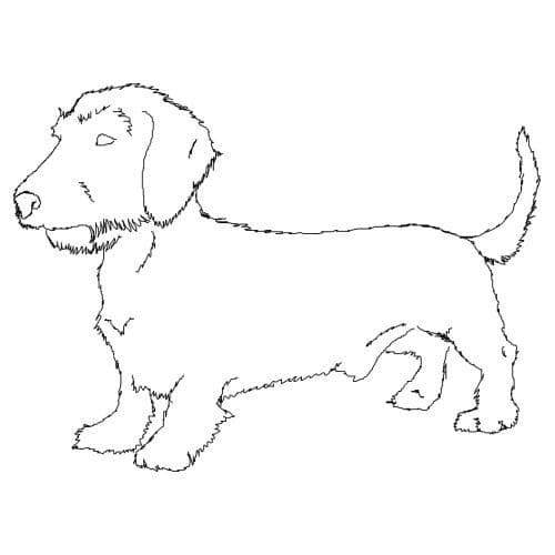 Wirehaired Dachshund Coloring Game Wirehaired Dachshund