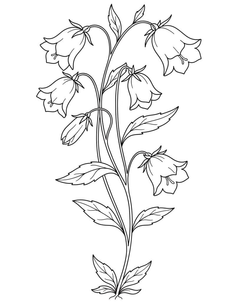 Wonderful Bellflower