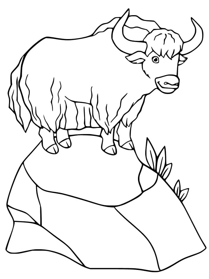 Yak on a Rock
