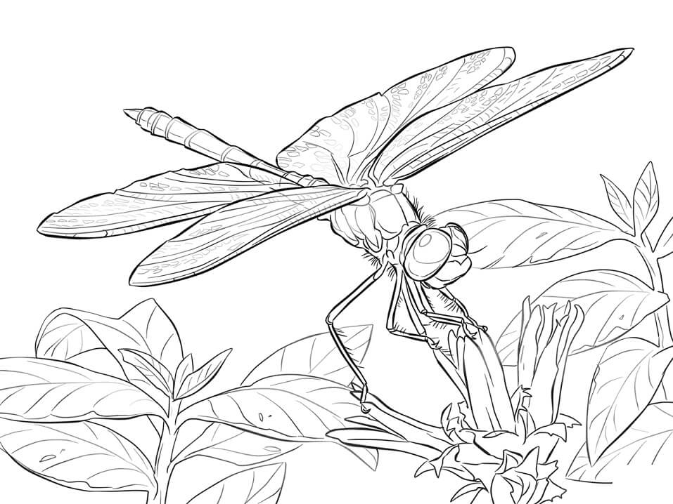 Yellow Winged Darter Dragonfly Coloring Game Yellow Winged Darter Dragonfly