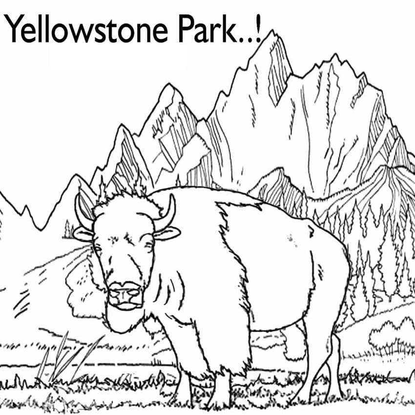 Yellowstone Park Bison Coloring Game Yellowstone Park Bison