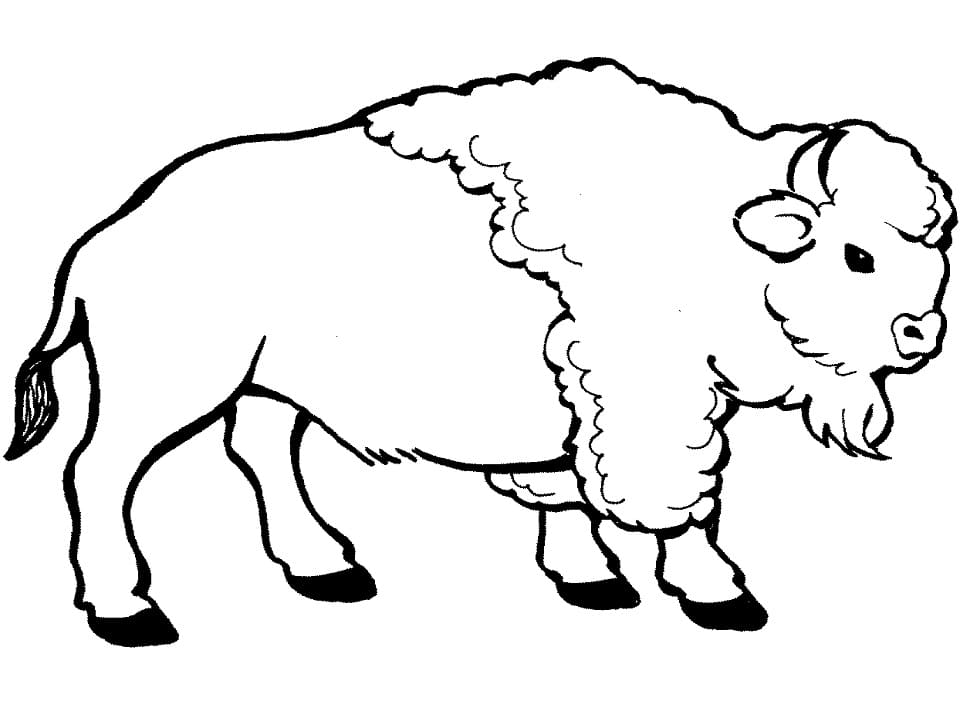 Young Bison Coloring Game Young Bison