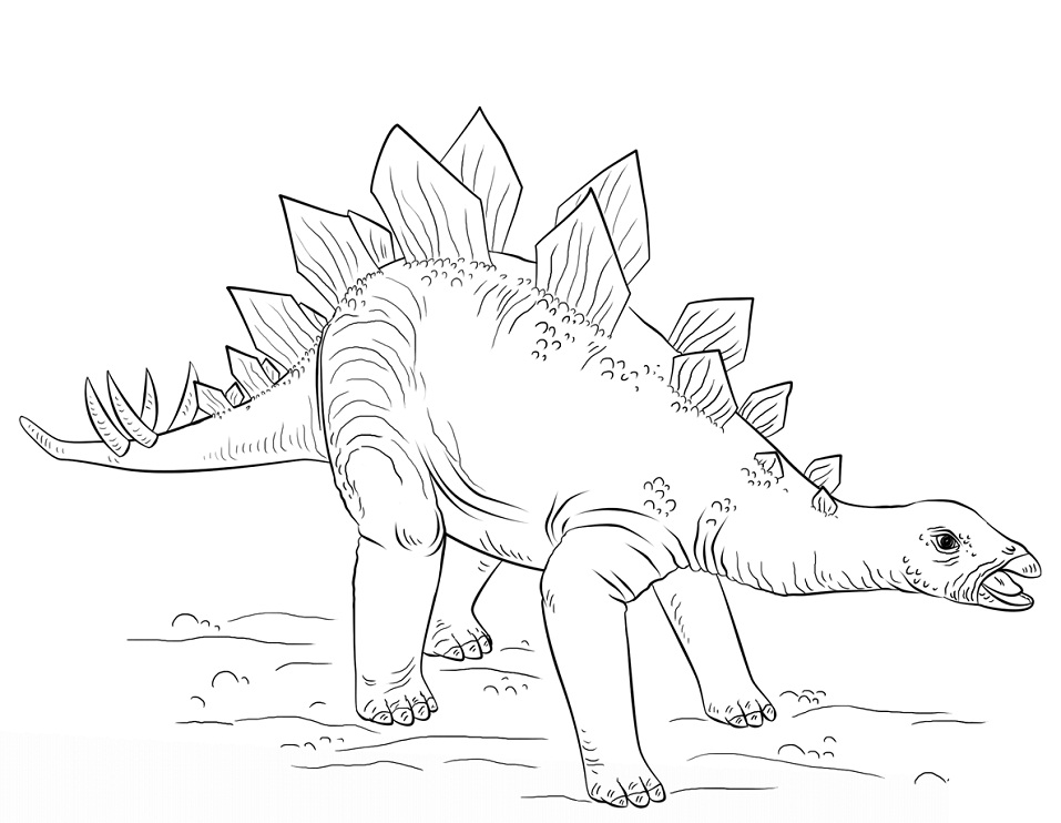 Young Stegosaurus