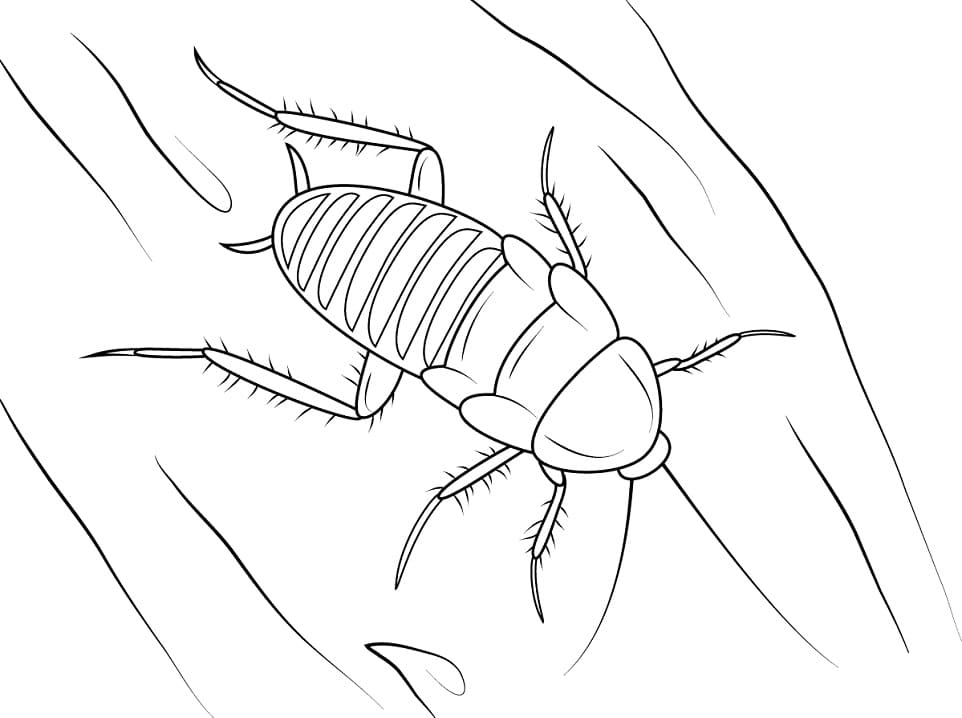 Zebra Cockroach Coloring Game Zebra Cockroach