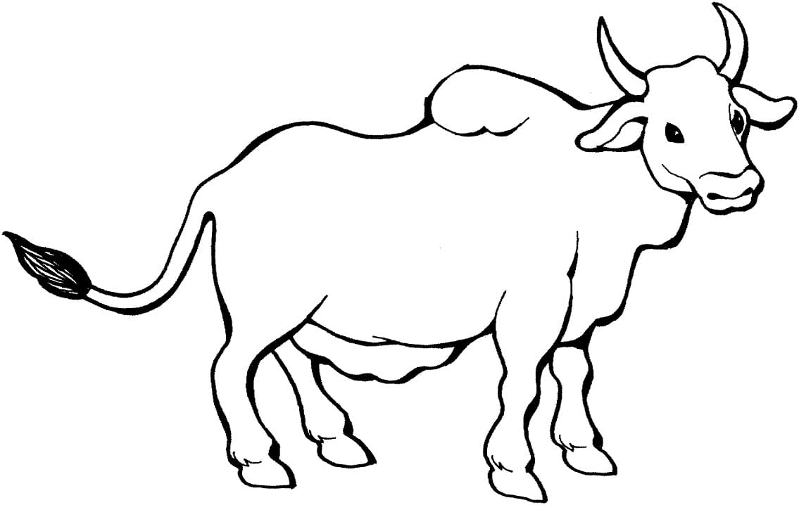 Zebu