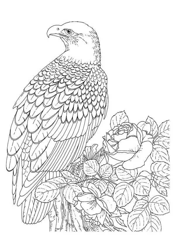 Crescent Serpent Eagle Coloring Game Crescent Serpent Eagle