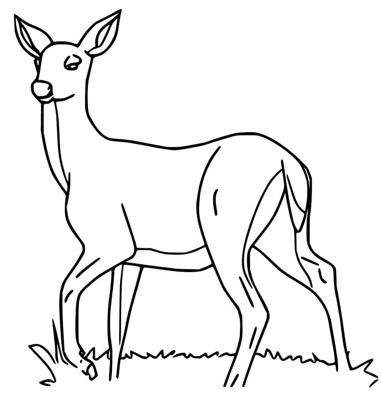 Female Red Deer Coloring Play Free Coloring Game Online 