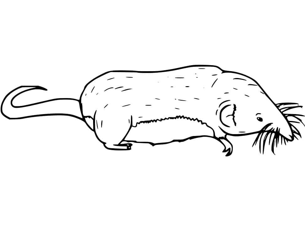 Simple Shrew Coloring - Play Free Coloring Game Online