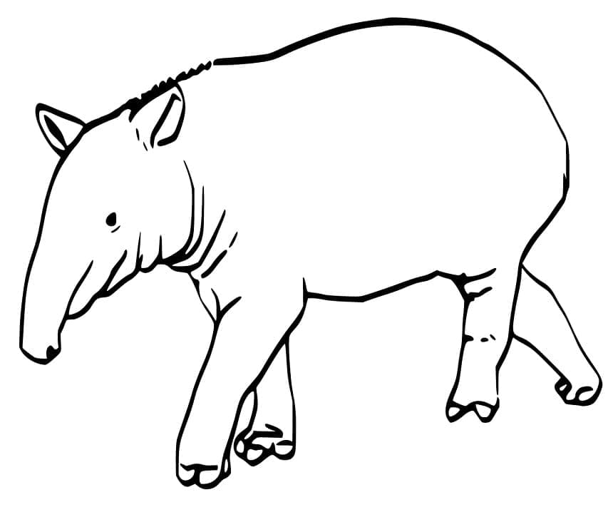 Normal Tapir Coloring - Play Free Coloring Game Online